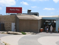 Manta Ray